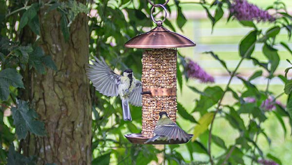 Vogelfutterspender