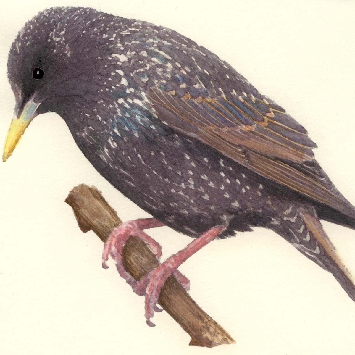 Vogelpfeife Star