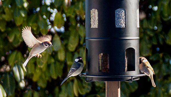 Vogelfutterhaus mit Ständer
