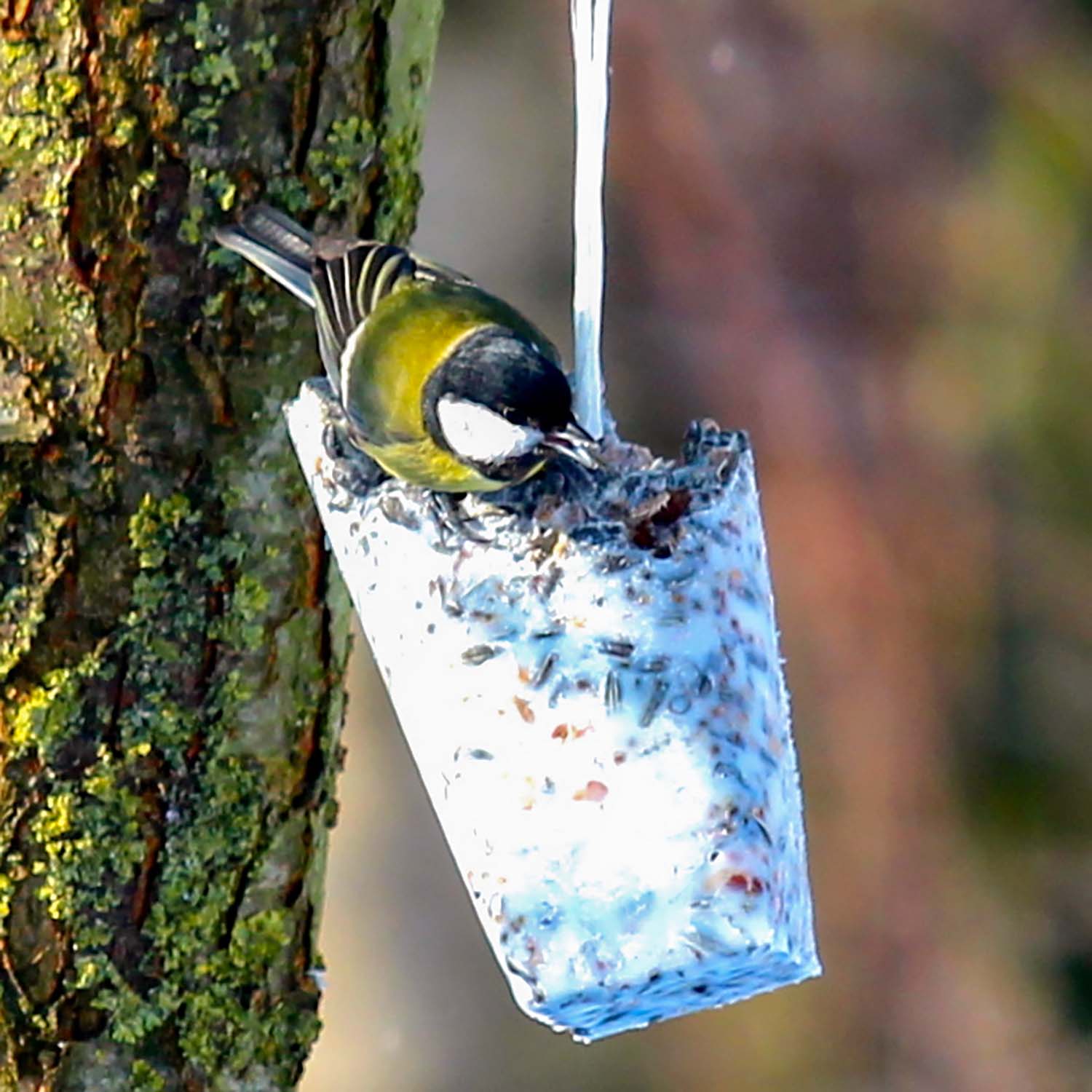 12 x Futter-Kolben zu 500g aus bestem Vogelfutter und Rindertalg im SPARPAKET
