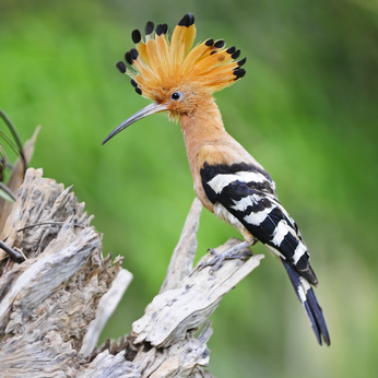 Vogelpfeife Wiedehopf