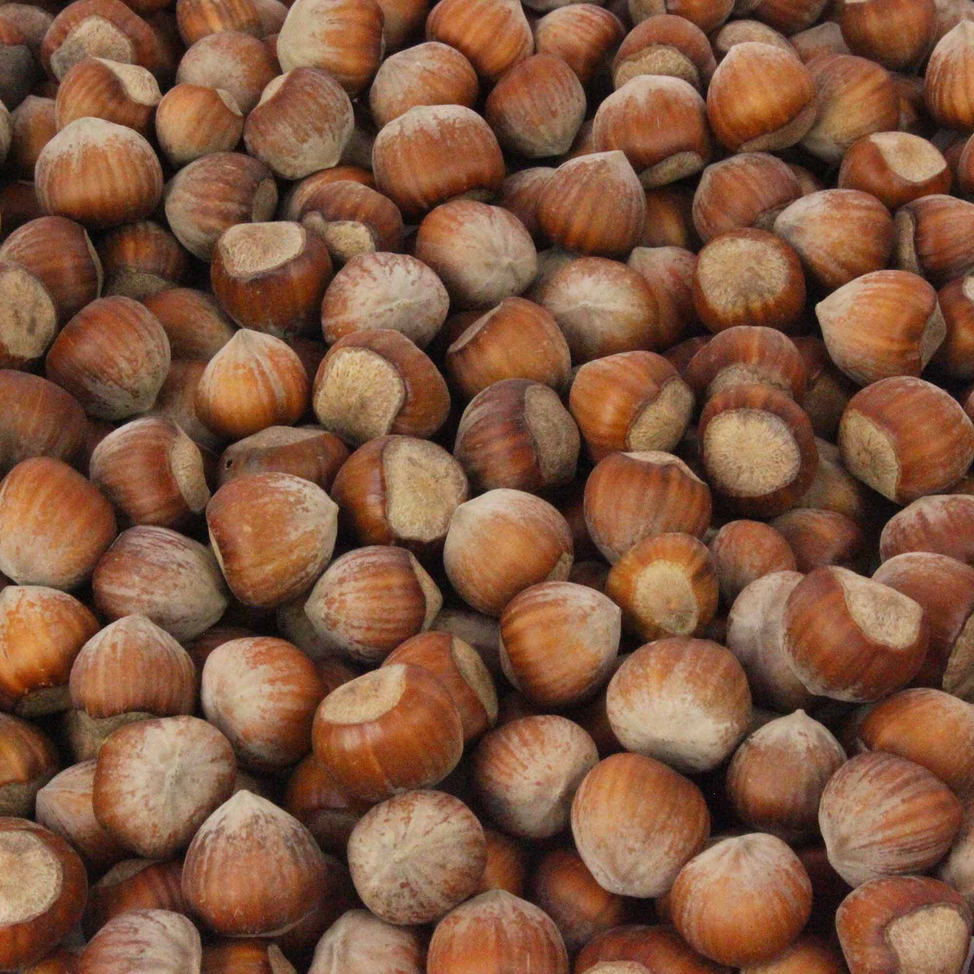 Haselnüsse 5 kg  für Futterzwecke