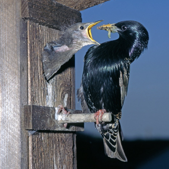 Vogelpfeife Star