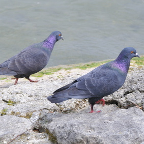 Vogelpfeife Felsentaube