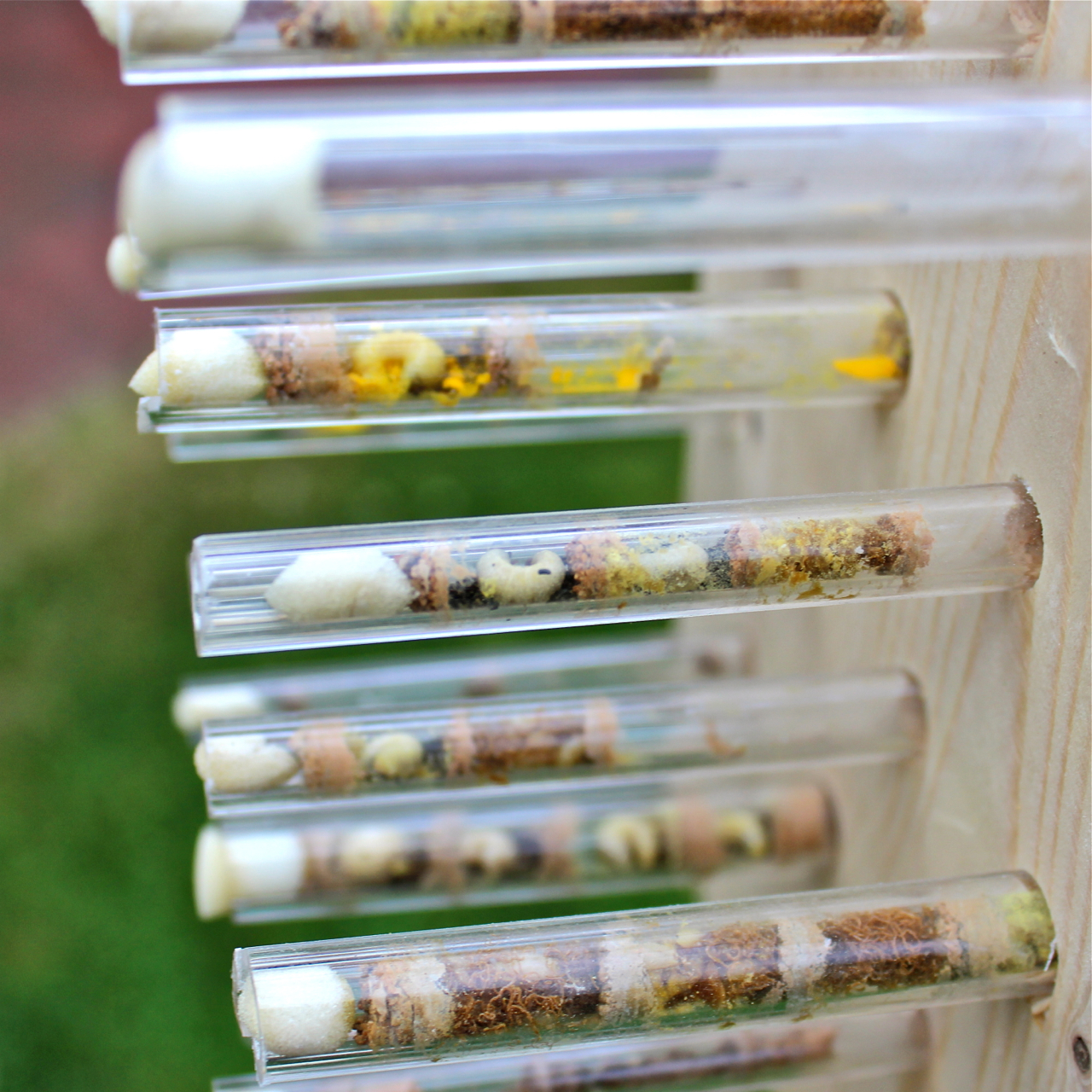 Schwegler Insektenhotel für Neugierige und solitär lebende Insekten