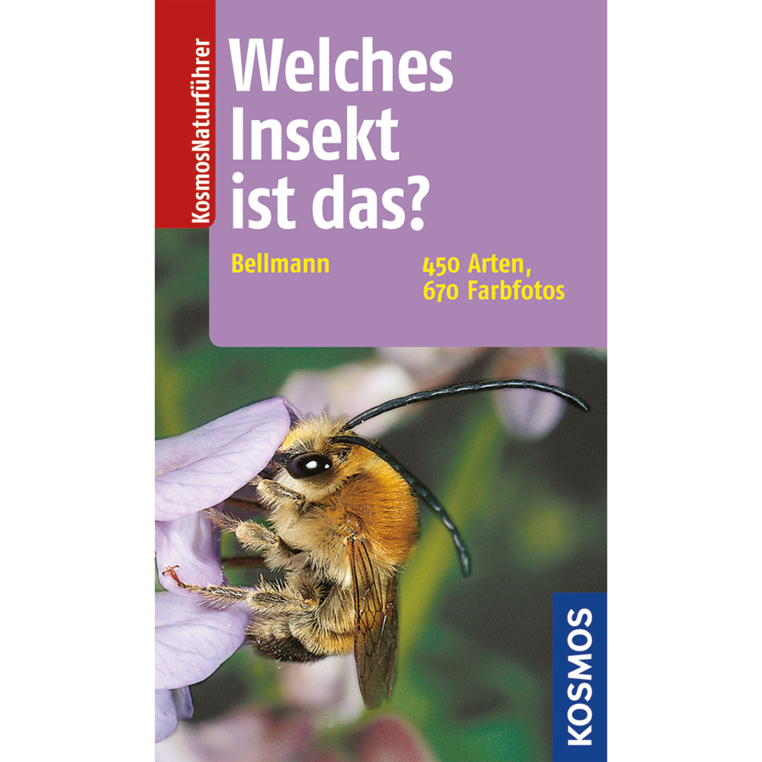 Welches Insekt ist das? Kosmos