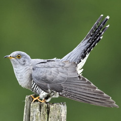 Vogelpfeife Kuckuck