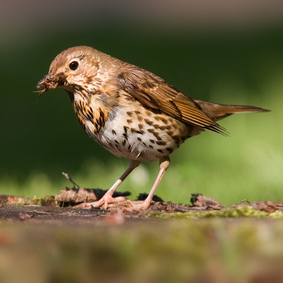 Vogelpfeife Singdrossel Gummi