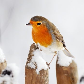 Vogelpfeife Rotkehlchen