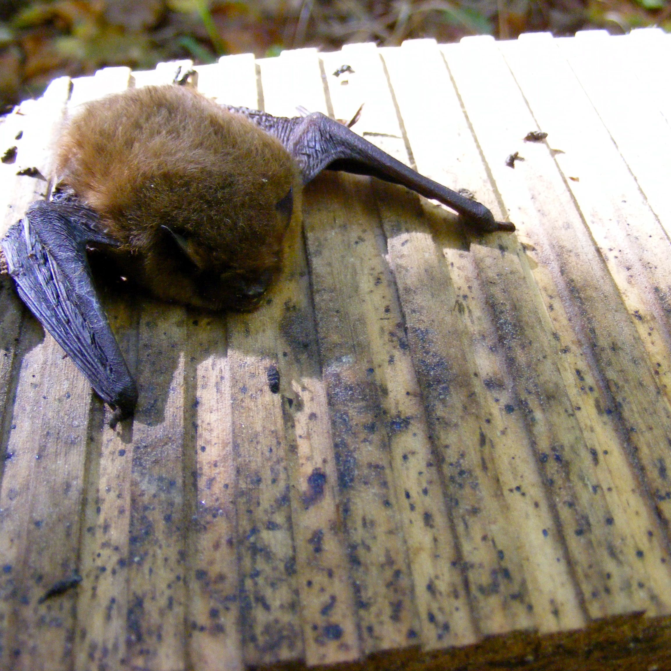 Schwegler Fledermaus Großraumhöhle/Sommer 1FS
