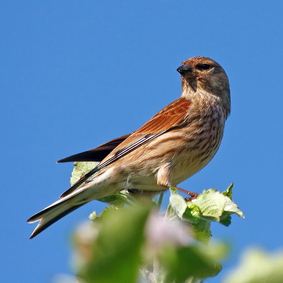 Vogelpfeife Bluthänfling