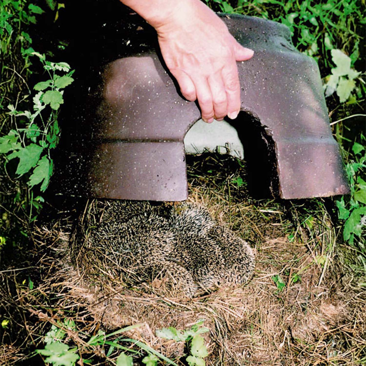 Schwegler Igelkuppel mit Isolierboden