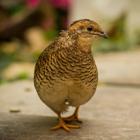 Vogelpfeife Wachtel