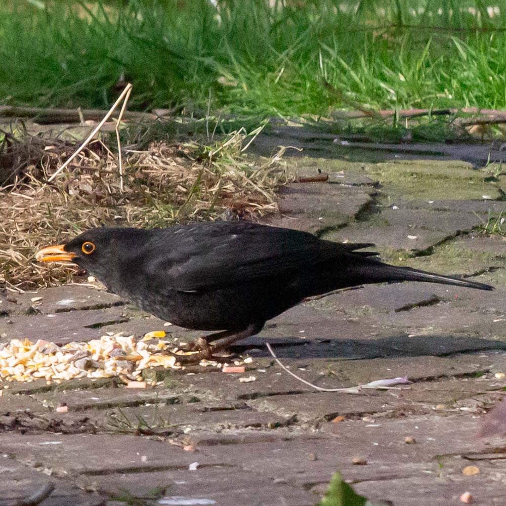 Amsel