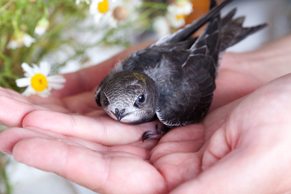Mauersegler Vogel