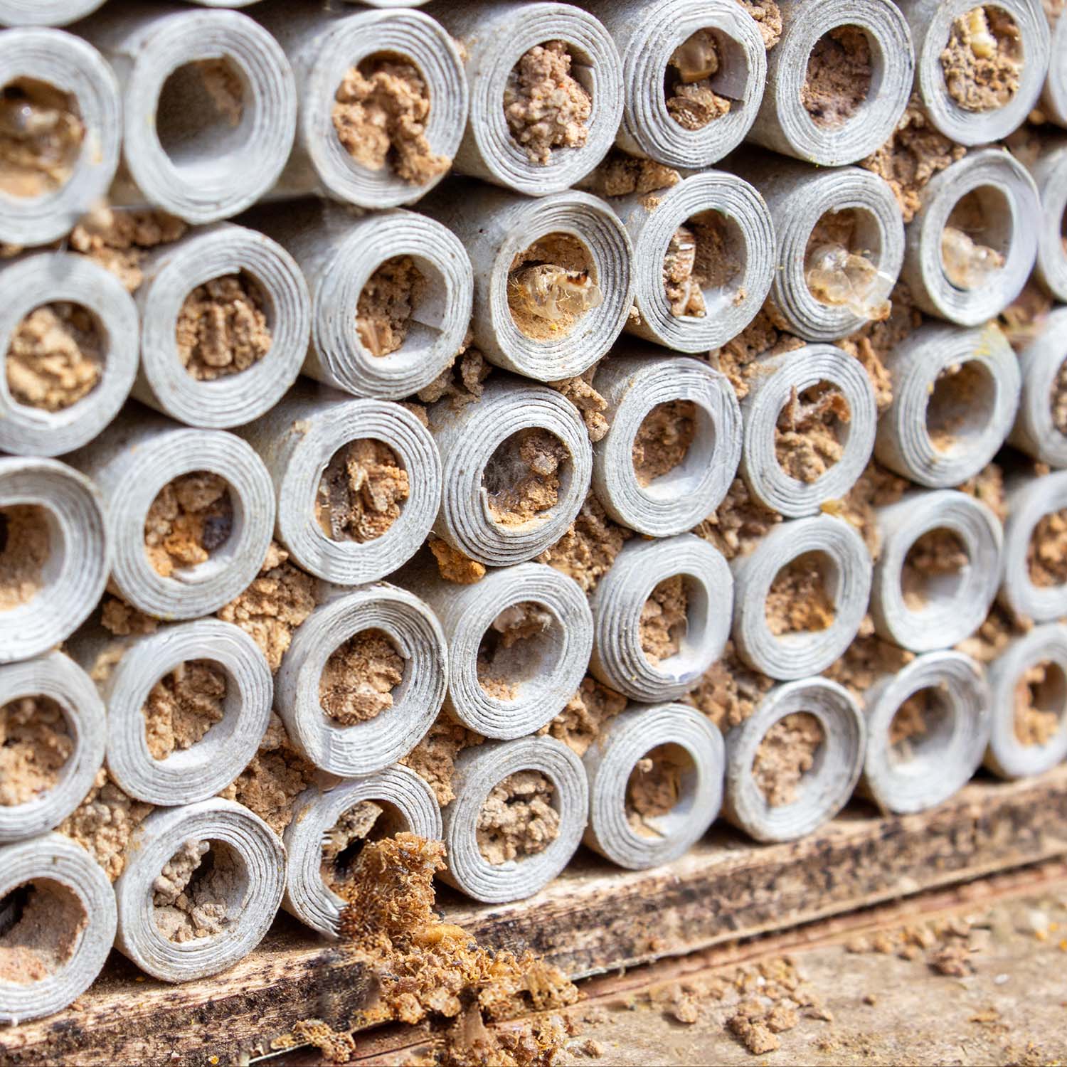 Pappröhrchen für Insektenhotel 4-9 mm 100 Stück gemischt