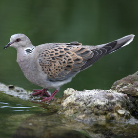 Vogelpfeife Turteltaube