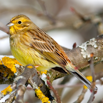 Vogelpfeife Goldammer Zaunammer