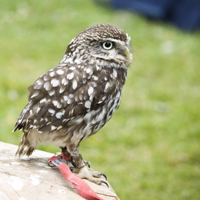 Vogelpfeife Waldkauz