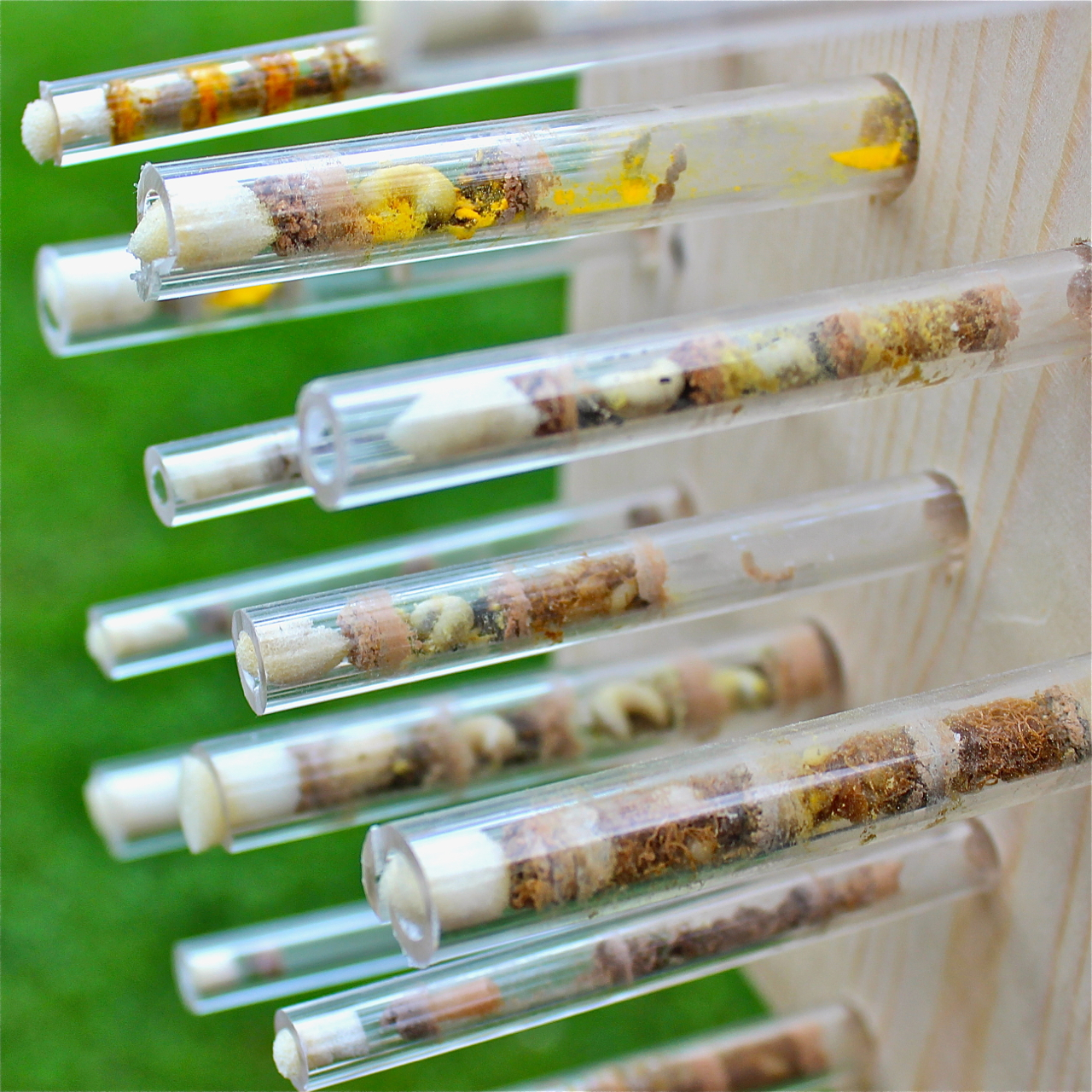 Schwegler Insektenhotel für Neugierige und solitär lebende Insekten
