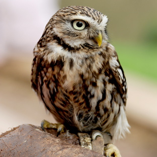 Vogelpfeife Steinkauz