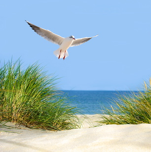 Vogelpfeife Lachmöwe