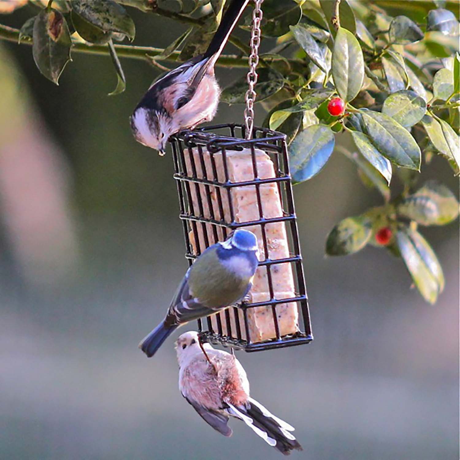 Pfiffikus Vogel-Buffet Spenderbox Halterung für Vogelfutter Energiekuchen