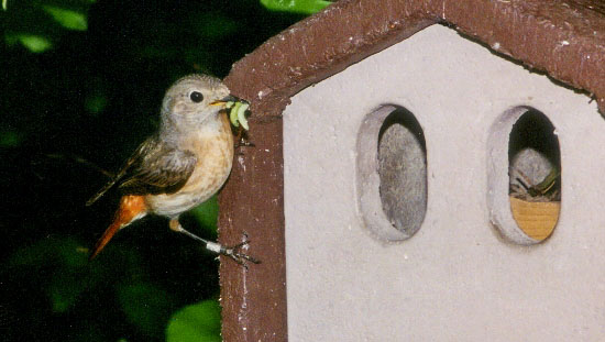 Nistkasten nach Vogelart
