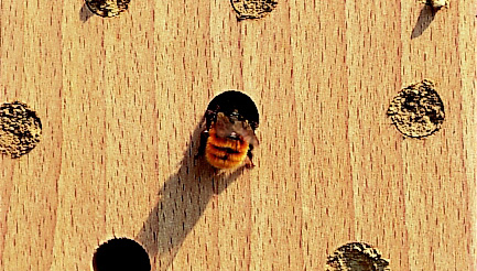 Schwegler Insektenhotel