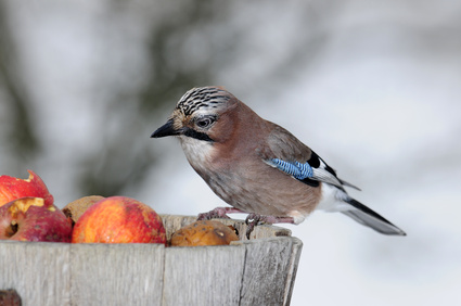 Vogelpfeife Eichelhäher