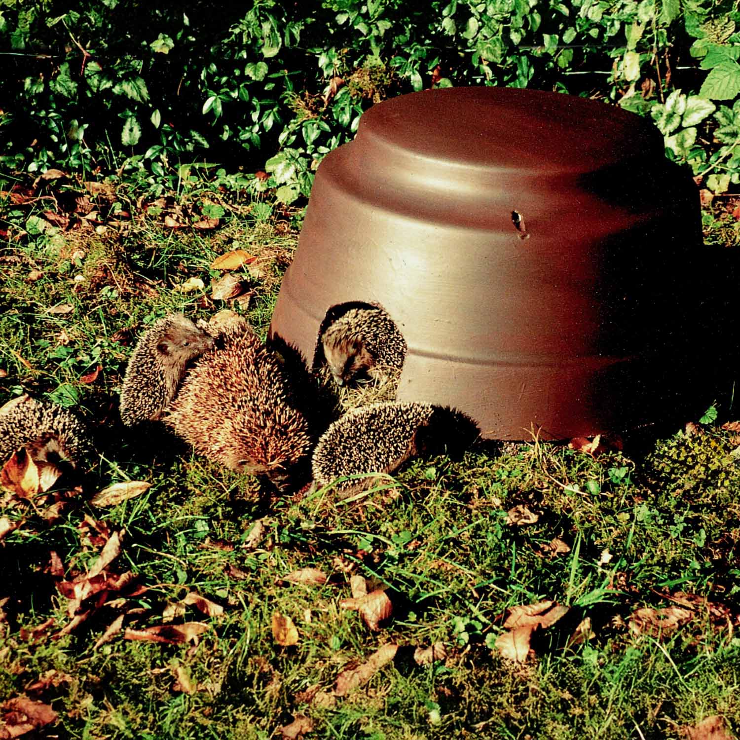 Schwegler Igelkuppel mit Isolierboden
