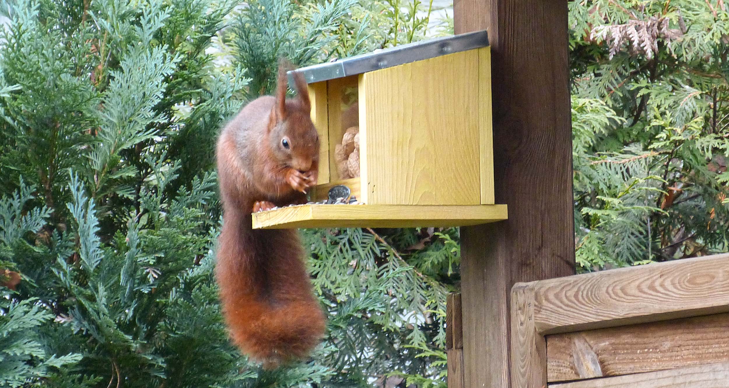 Eichhörnchen richtig füttern