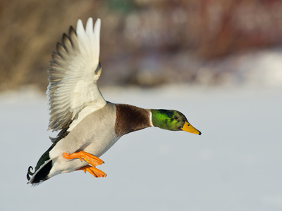 Vogelpfeife Stockente