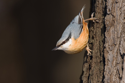 Vogelpfeife Kleiber