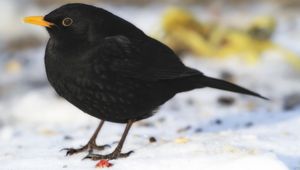 Amsel