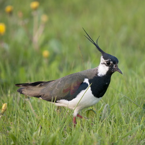 Vogelpfeife Kiebitz