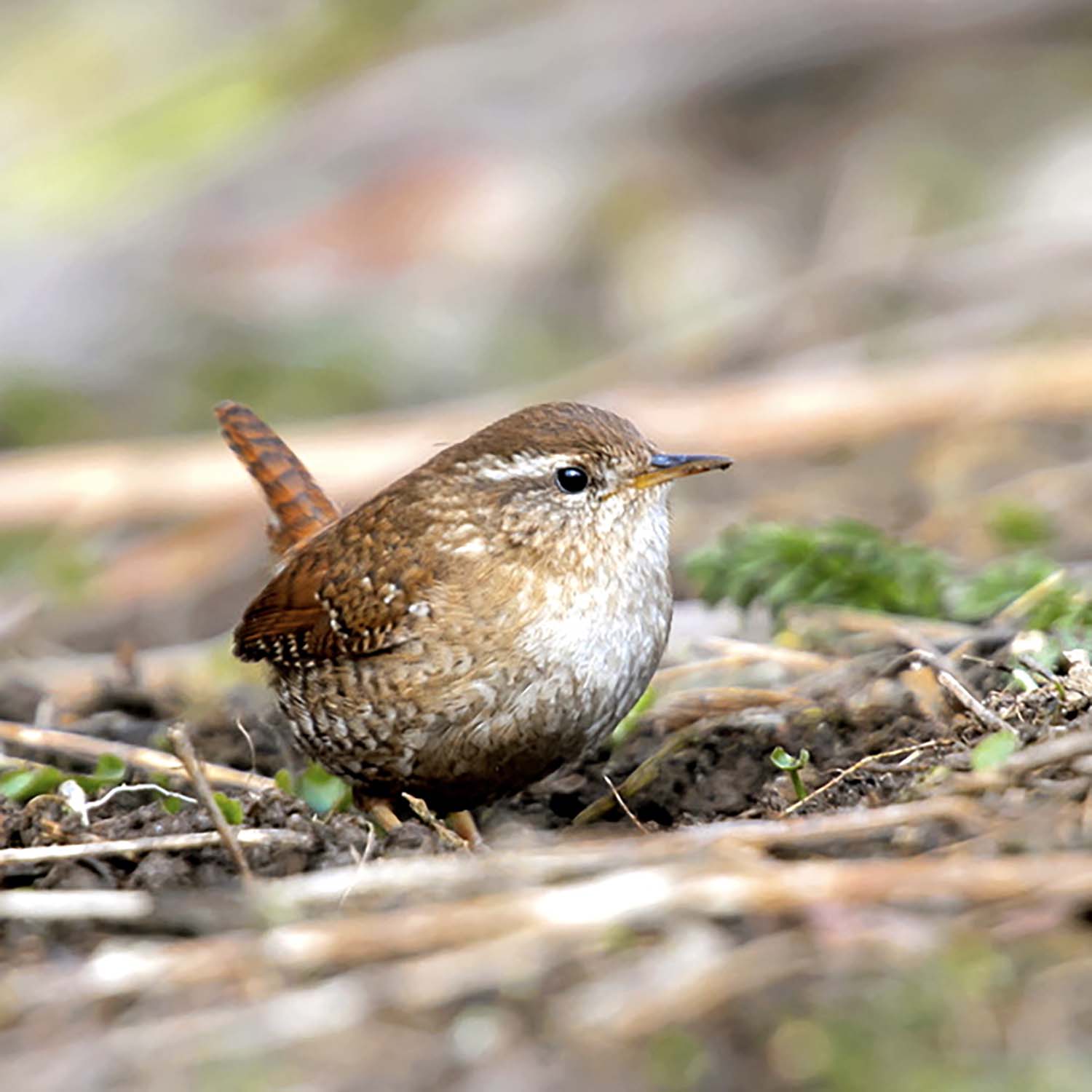 Nestbeutel Seegras Zaunkönig