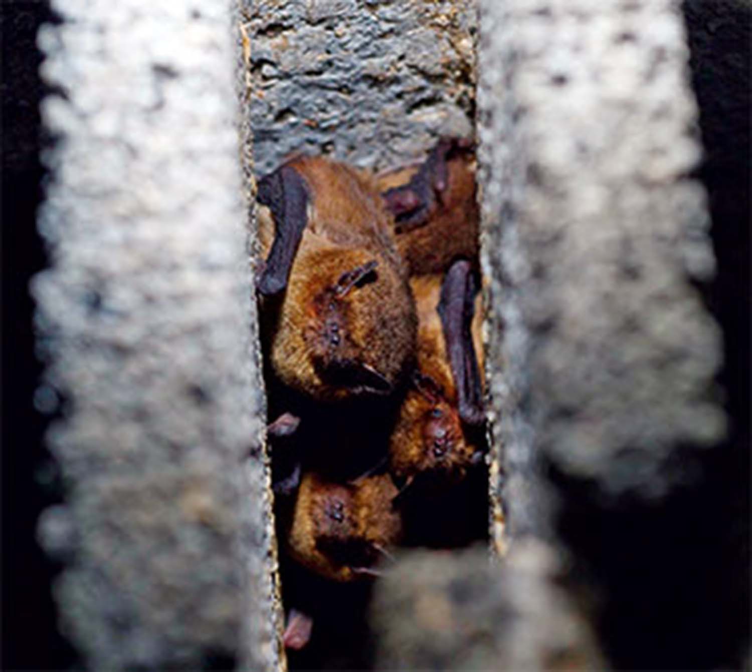 Schwegler Fledermaus-Grossraumhöhle 3FS