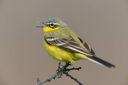 Vogelpfeife Schafstelze und Bachstelze