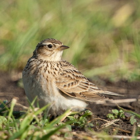 Vogelpfeife Feldlerche