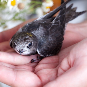 Vogelpfeife Mauersegler