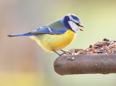 Vogelpfeife Blaumeise