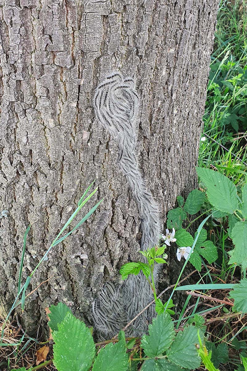 EPS am Baum