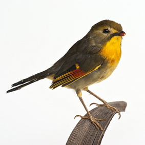 Vogelpfeife Nachtigall