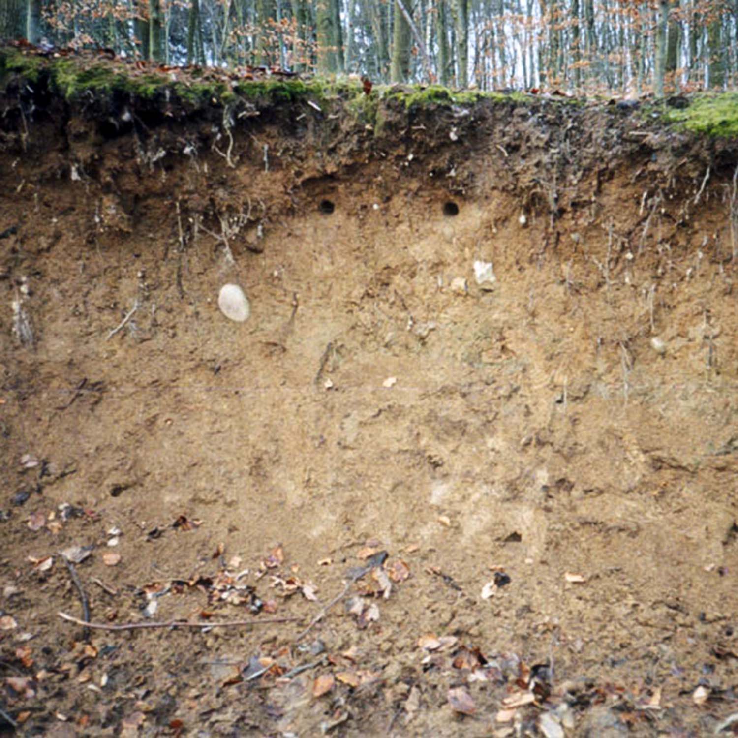 Schwegler Eisvogel-/ Uferschwalbenbrutröhre