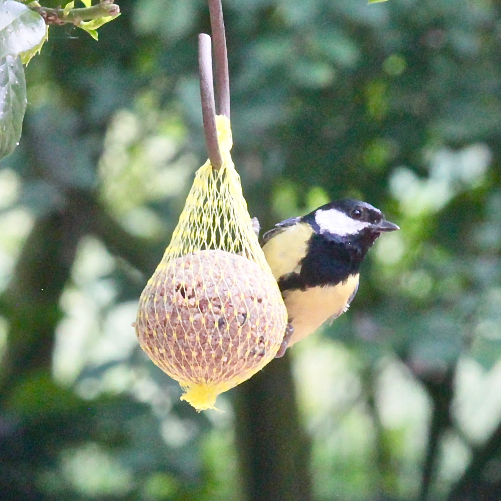 6 Meisenknödel mit Beeren und Insekten im Netz