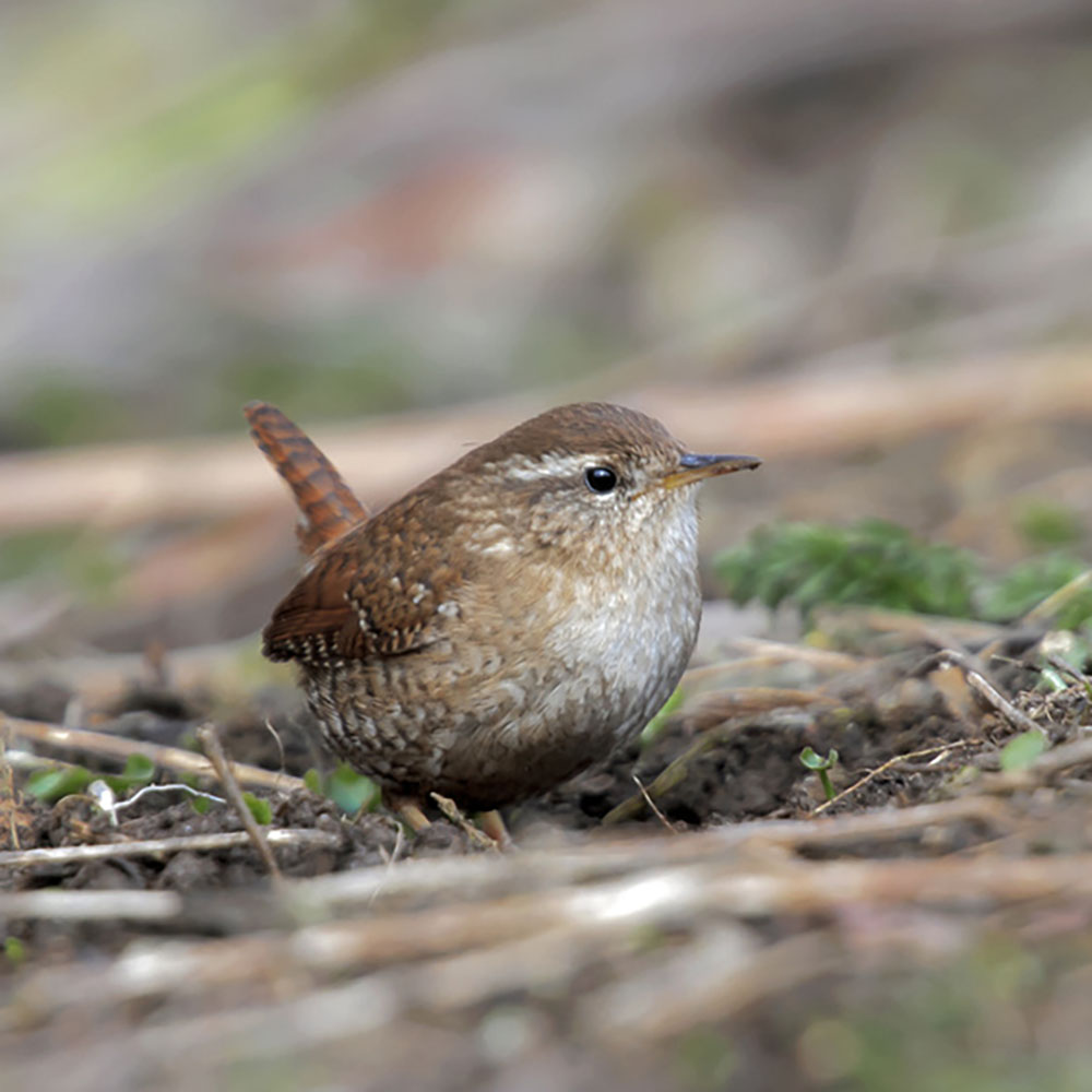 Nestbeutel Kokos Zaunkönig