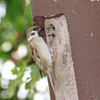 Vogelpfeife Haussperling / Spatz