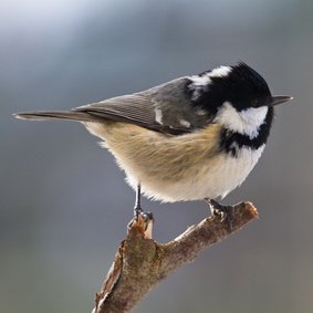 Meisen am Vogelfutterplatz