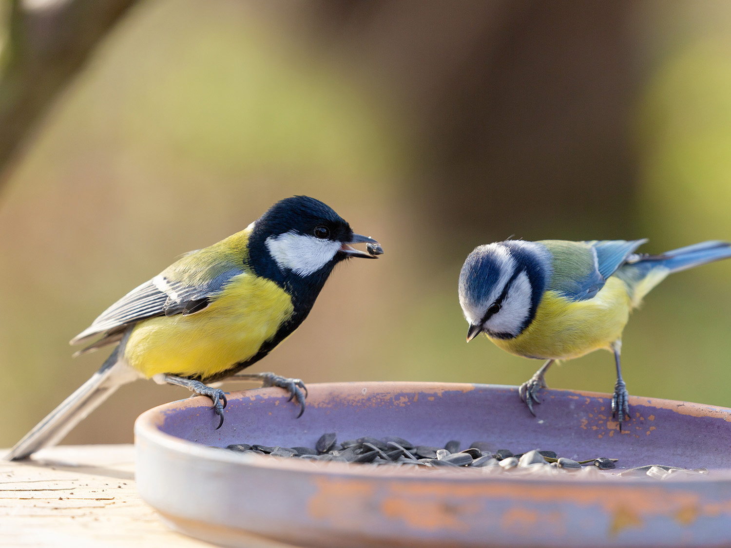 Vogelfutter